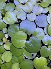 Amazon Frogbit Live Aquatic Plants - 6 - 8 Plants