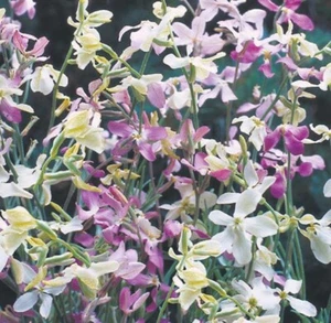 6 Stock Night Scented Starlight Scentsation Young Plants Grown In Bio-bags. - Picture 1 of 1