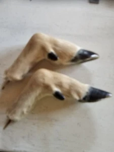 Pair of cloven deer feet handles gun rack display taxidermy coat hangers USA - Picture 1 of 6