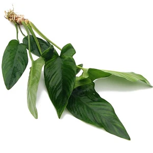 Anubias hastifolia XL (25-40cm) Live Aquarium Plants Tropical Tank K2AQUA - Picture 1 of 4