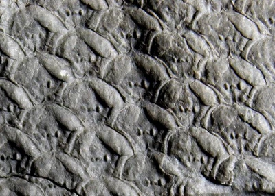 Sigillaria- Unknown, beautiful Carboniferous fossil  bark - Image 1 of 4