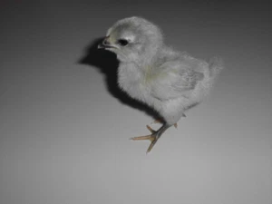 8x grüne Eier englische lavender Araucana Hennen + Hahn (keine Bruteier Hühner) - Bild 1 von 4