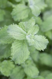 Mentha sp. 'Mojito', Minze, ca. 11x11 cm Topf - Bild 1 von 3