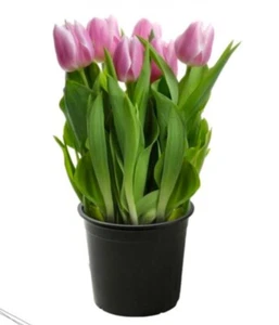 Easy to Grow Tulip White Prince 6” Pot - Picture 1 of 3
