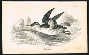 Common Guillemot – 1850 Winter Plumage Hand-Colored Seabird Print, Jardine - Picture 1 of 3