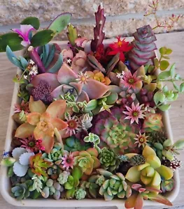 SUCCULENT Cutting Pack Var Tradescantia Echeveria Sedum Collector Mixed Cuttings - Picture 1 of 9