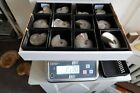 12 Stück Ammonit Cleoniceras  Sp. Madagaskar Opalisierend,  Top Qualität