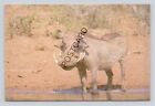 Postcard (Q2)  Africa Zimbabwe Warthog