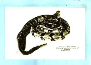Vintage, "Canebrake Rattlesnake Poisonous", von Ross Allen... - Bild 1 von 2