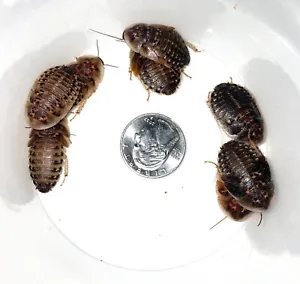 Large Dubia Roaches LIVE ARRIVAL GUARANTEED FREE SHIPPING - Picture 1 of 1