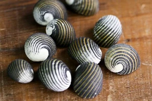 10 x Conchas de mar a rayas negras naturales playa artesanía joyería decoración boda océano - Imagen 1 de 8