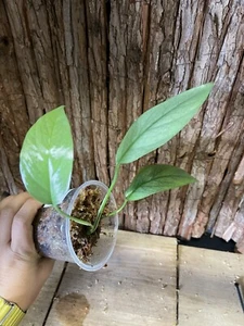 Epipremnum pinnatum cebu blue pothos - Picture 1 of 8