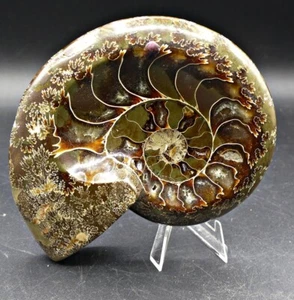 Massives Fossil - Ammonit - Cleoniceras 14 x 12 x 3,4 cm - 550 Gramm - Bild 1 von 8