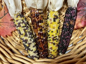 Fall Autumn Crafts Decor Farmhouse Barn Display 4 MINI INDIAN CORN PROP MIC820 - Picture 1 of 4