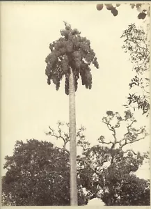 Charles Scowen Ceylon albumen photograph c1875 Talipot palm tree Sri Lanka 19th - Picture 1 of 3