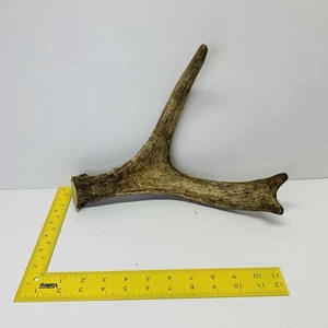 NATURALLY SHED WILD MOOSE ANTLER (HORN, KNIFE, CARVING, CHEW, TAXIDERMY) - Picture 1 of 6