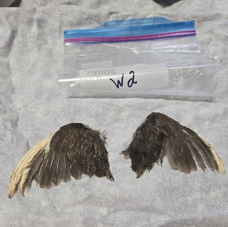 1 комплект перепелиных крыльев - w2 - Изображение 1 из 1