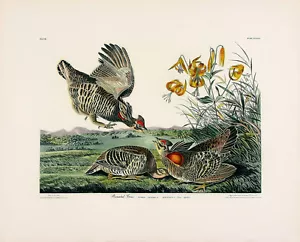 JJ AUDUBON Vintage 1937 Ristampa Colorata a Mano Incisione PINNATED GROUS APP Co. - Foto 1 di 1