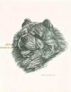 #256 Black Chow Chow portrait dog art print * Pen and ink drawing by Jan Jellins