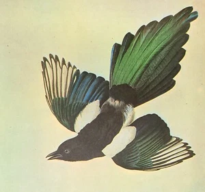 John James Audubon Birds BLACK-BILLED MAGPIE Vintage Art Book Plate 154 - Picture 1 of 3