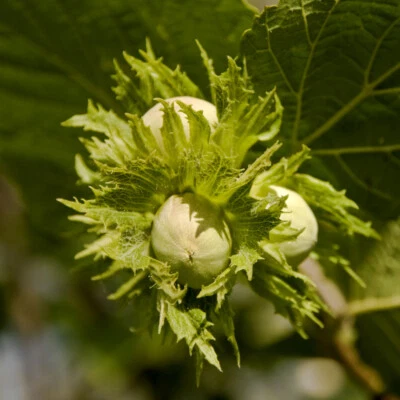 Hazel Webb's Prize Cobnut Tree 2-3ft 2L Pot Multistemmed, Grow Tasty Hazelnuts - Image 1 of 2