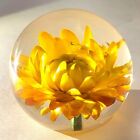 60Mm Real Golden Everlasting Daisy In Clear Lucite April Birth Month Flower Gift