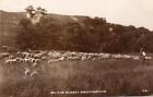 On the Sussex Southdowns Sheep Shepherd unused RP old pc