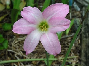 Rain Lily, Habranthus Floryi Green Base, 3 bulbs, NEW, RARE, zephyranthes - Picture 1 of 12