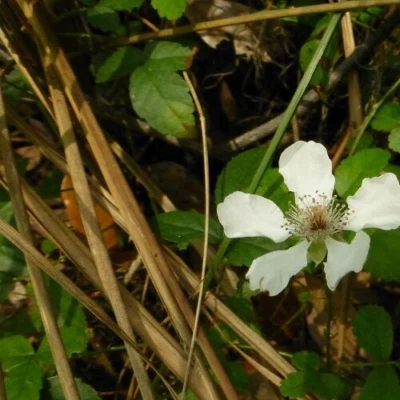 Sand Blackberry Seeds (Rubus cuneifolius) ✤ 50 Seeds - Image 1 of 2