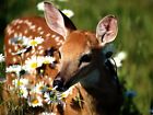 buy wall art baby deer fawn enjoy flowers art poster