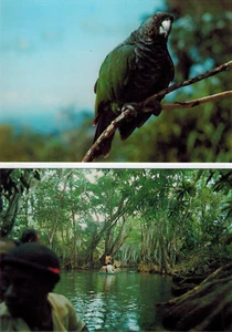 2 postales sin publicar de las Indias Occidentales Dominica - loro Sisseru, safari por el río indio - Imagen 1 de 2