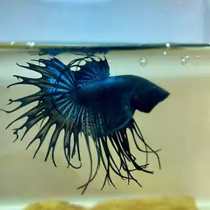 Black Orchid Crowntail - Male Betta 190 - Picture 1 of 6