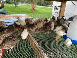 48 Coturnix Quail Hatching Eggs In Foam Shipper - Picture 1 of 2