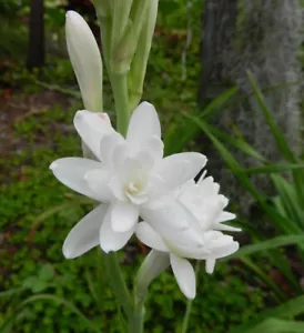 Tuberose (100%) Absolute Oil 5ml - Picture 1 of 4