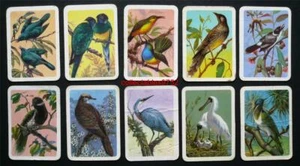 10 x Vintage Tuckfield's Australiana Series Bird Swap Cards The Royal Spoonbill - Bild 1 von 1
