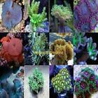 Live 3 Soft Pack Mixed Corals Frags