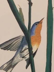 Northern Parula Audubon Print 15" x 11.5" Unframed Lithograph 342 - Picture 1 of 7