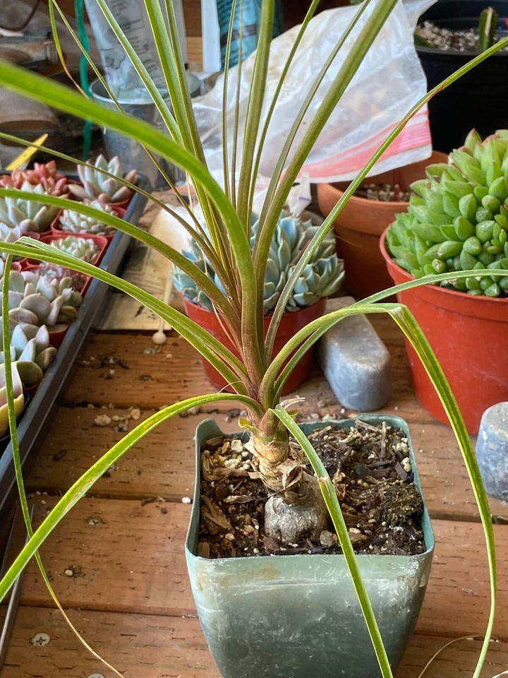 Ponytail Palm B. recurvata Foliage 2 inch base, Elephant Foot Palm  Live Plant - Image 1 of 1