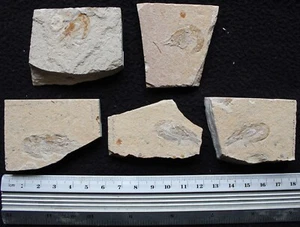 5 Shrimps - Decent Quality Small Stones Zero Paint - Cretaceous Fossils Lebanon - Picture 1 of 6