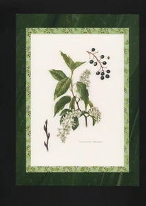 Offset-Druck 1960: Traubenkirsche Prunus padus L. Bäume Sträucher - Bild 1 von 2