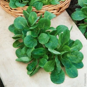 1000  SEMI DI VALERIANA VERTE DE CAMBRAI- VALERIANELLA - INSALATA - - Imagen 1 de 1