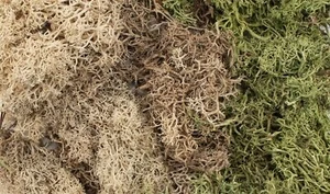 All Game Terrain, Winter Mix EZ Bushes, #WS-G6500 - Imagen 1 de 8