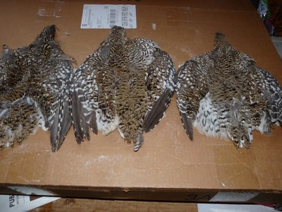 1 Hermoso Nº 2 PIEL DE UROGALLO COLA AFILADA Artesanía Entrenamiento de Perros ARTE ATAR MOSCAS AFILADO Foto 1 de 4