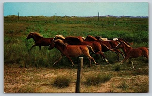 Wild Ponies On National Park Range Ocracoke Island North Carolina Postcard - Picture 1 of 3