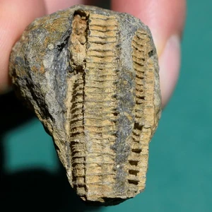 Rare 3D Crinoid Stem Fossil – Devonian Period – Bolivia – Paleozoic Collectible - Bild 1 von 13