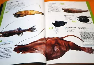 Deep Sea Fishes - Monsters of Underworld Book from Japan Japanese fish #1135 - Picture 1 of 12