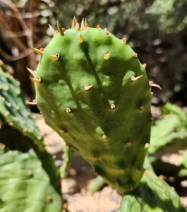 Opuntia Humifusa Eastern Prickly Pear New York City Form Cactus Pad Cutting (1) - Picture 1 of 3