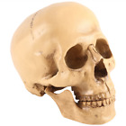 Model 1: 1 Resin Human Skull Anatomical Teaching Decoration Yellow T5P91660
