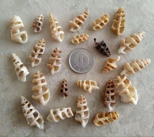 Rare shape Natural Sea Shell Art Craft From Japan - Picture 1 of 11