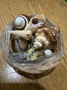 Cesta pequeña con conchas 🐚 14 canastas decoración playa conchas tropicales - Imagen 1 de 5